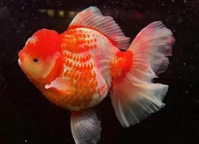 陜西西安還有哪些特色觀賞魚品種，西安有哪些特色觀賞魚品種 陜西西安還有哪些特色觀賞魚品種，西安有哪些特色觀賞魚品種 龍魚百科 第5張
