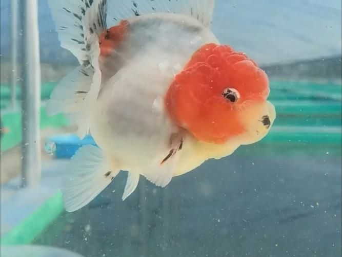 陜西西安還有哪些特色觀賞魚品種，西安有哪些特色觀賞魚品種 陜西西安還有哪些特色觀賞魚品種，西安有哪些特色觀賞魚品種 龍魚百科 第4張