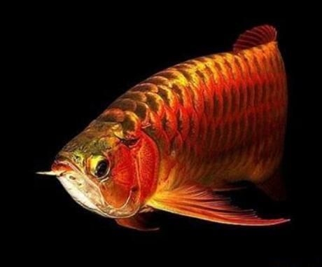 如何鑒別昭平龍魚的品種,如何鑒別昭平龍魚 龍魚百科 第3張 如何鑒別昭平龍魚的品種,如何鑒別昭平龍魚 如何鑒別昭平龍魚的品種,如何鑒別昭平龍魚 龍魚百科 第3張