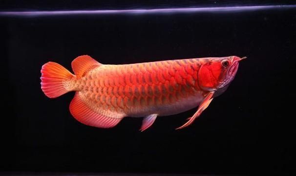 如何鑒別昭平龍魚的品種,如何鑒別昭平龍魚 龍魚百科 第6張 如何鑒別昭平龍魚的品種,如何鑒別昭平龍魚 如何鑒別昭平龍魚的品種,如何鑒別昭平龍魚 龍魚百科 第6張