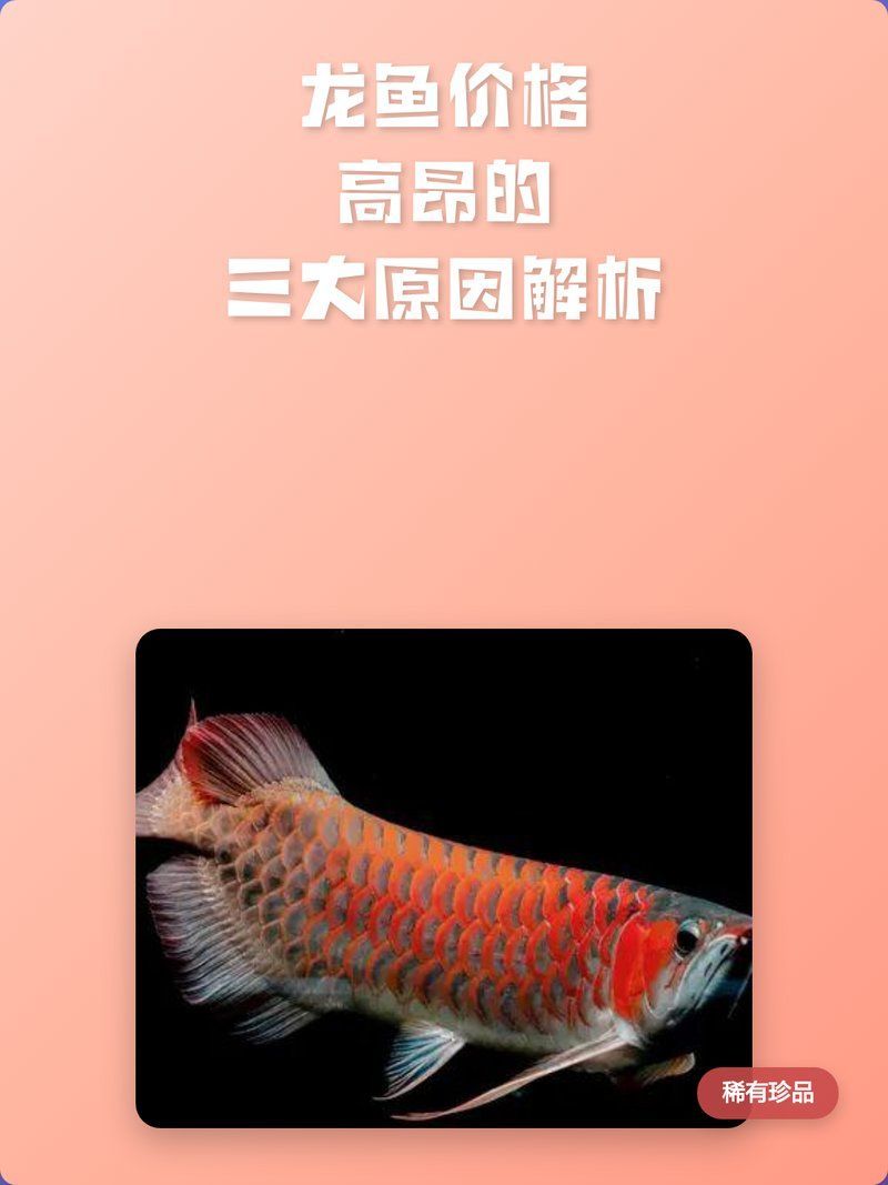 為什么龍魚那么貴，龍魚為什么那么貴 為什么龍魚那么貴，龍魚為什么那么貴 龍魚百科 第2張