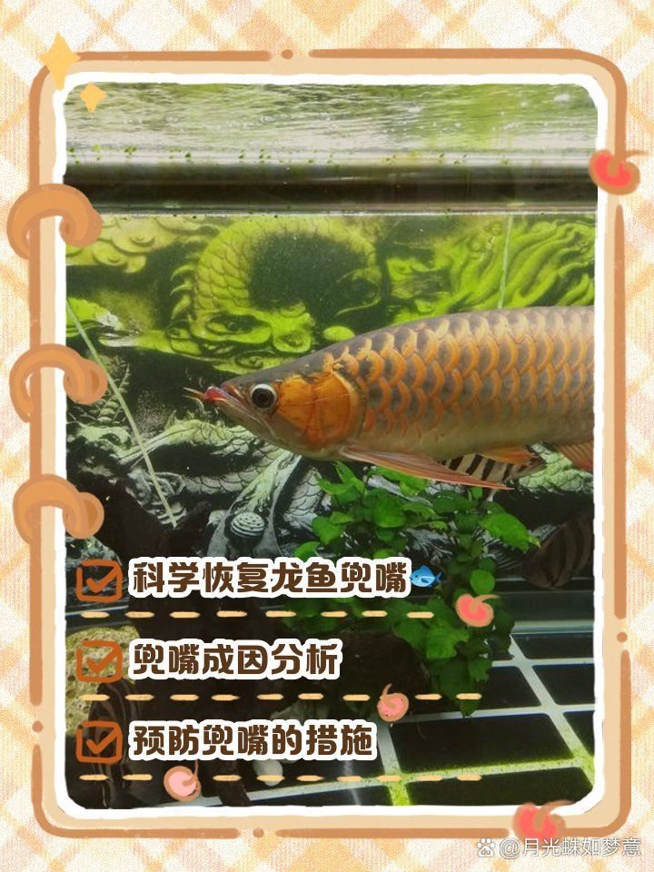 如何矯正龍魚的地包天，如何矯正龍魚“地包天” 如何矯正龍魚的地包天，如何矯正龍魚“地包天” 龍魚百科 第3張