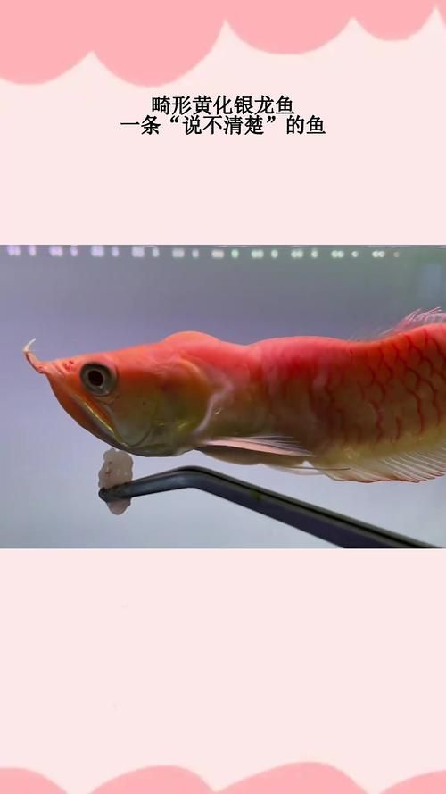 黃化銀龍魚有哪些品相差異，黃化銀龍魚有哪些品相差異黃化銀龍魚有哪些品相差異