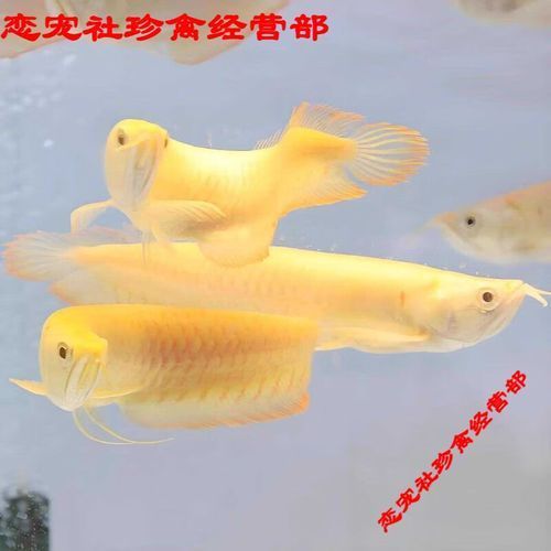 黃化銀龍魚有哪些品相差異，黃化銀龍魚有哪些品相差異黃化銀龍魚有哪些品相差異