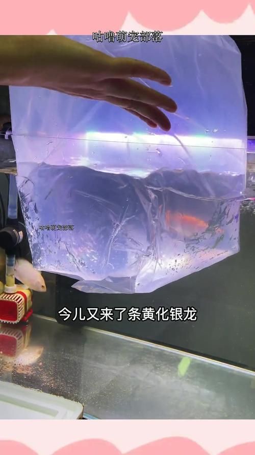 黃化銀龍魚有哪些品相差異,黃化銀龍魚有哪些品相差異黃化銀龍魚有哪些品相差異 龍魚百科 第6張 黃化銀龍魚有哪些品相差異,黃化銀龍魚有哪些品相差異黃化銀龍魚有哪些品相差異 黃化銀龍魚有哪些品相差異,黃化銀龍魚有哪些品相差異黃化銀龍魚有哪些品相差異 龍魚百科 第6張