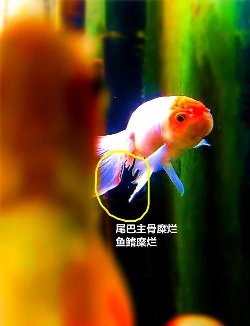 如何預防魚爛尾巴，如何科學預防觀賞魚爛尾病 如何預防魚爛尾巴，如何科學預防觀賞魚爛尾病 龍魚百科 第1張