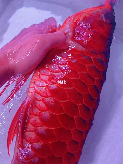 有沒有更多紅龍魚壁紙 有沒有更多紅龍魚壁紙 龍魚百科 第7張