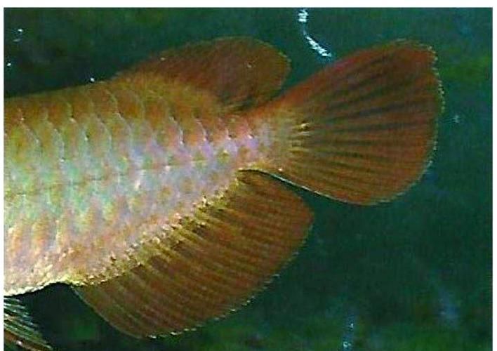 能否提供龍魚后三鰭發育的圖片，如何判斷龍魚后三鰭是否健康 能否提供龍魚后三鰭發育的圖片，如何判斷龍魚后三鰭是否健康 龍魚百科 第6張