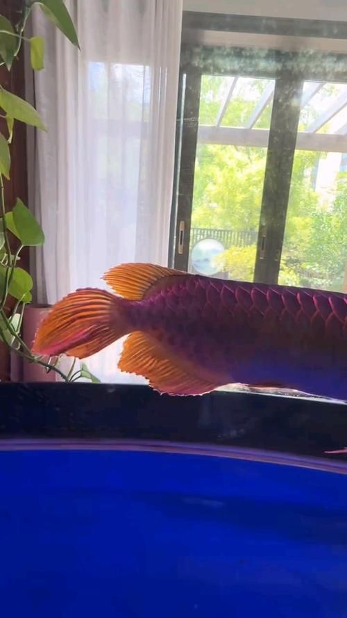 能否提供龍魚后三鰭發育的圖片，如何判斷龍魚后三鰭是否健康 能否提供龍魚后三鰭發育的圖片，如何判斷龍魚后三鰭是否健康 龍魚百科 第4張
