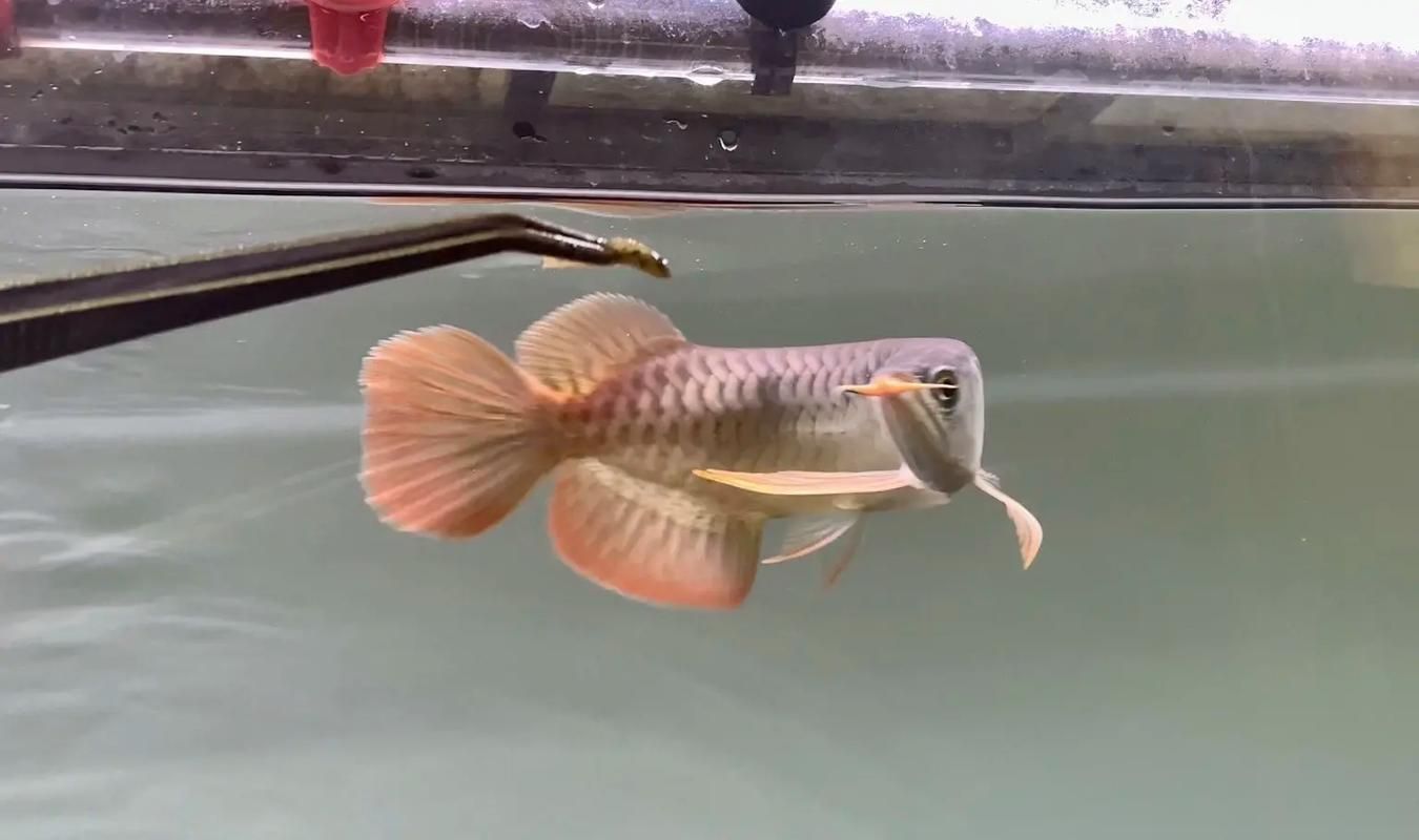 能否提供龍魚后三鰭發育的圖片，如何判斷龍魚后三鰭是否健康 能否提供龍魚后三鰭發育的圖片，如何判斷龍魚后三鰭是否健康 龍魚百科 第2張