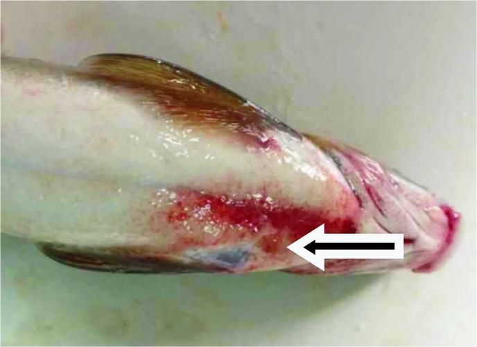 如何判斷魚是否患有細菌感染,如何判斷魚患有細菌感染 龍魚百科 第4張 如何判斷魚是否患有細菌感染,如何判斷魚患有細菌感染 如何判斷魚是否患有細菌感染,如何判斷魚患有細菌感染 龍魚百科 第4張