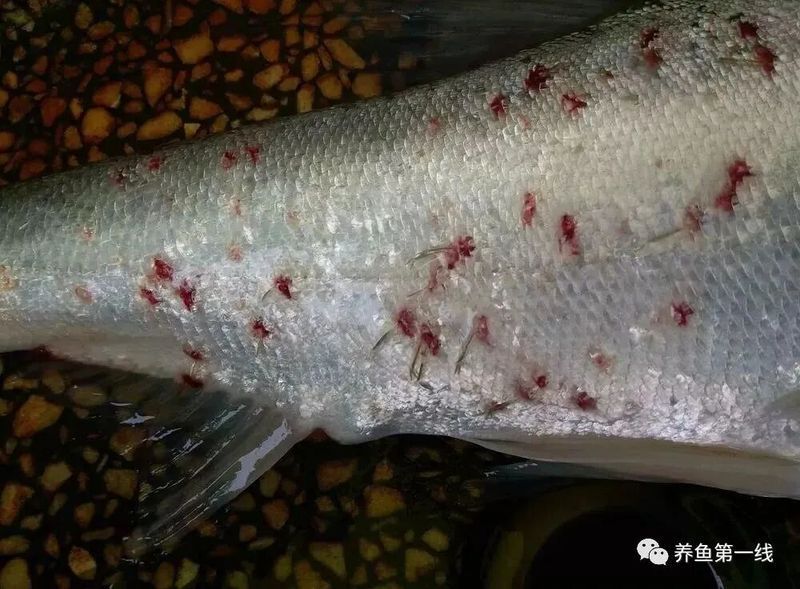 如何判斷魚是否患有細菌感染，如何判斷魚患有細菌感染 如何判斷魚是否患有細菌感染，如何判斷魚患有細菌感染 龍魚百科 第8張