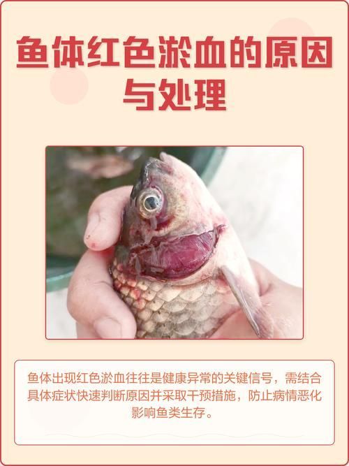 如何判斷魚是否患有細菌感染,如何判斷魚患有細菌感染 龍魚百科 第3張 如何判斷魚是否患有細菌感染,如何判斷魚患有細菌感染 如何判斷魚是否患有細菌感染,如何判斷魚患有細菌感染 龍魚百科 第3張