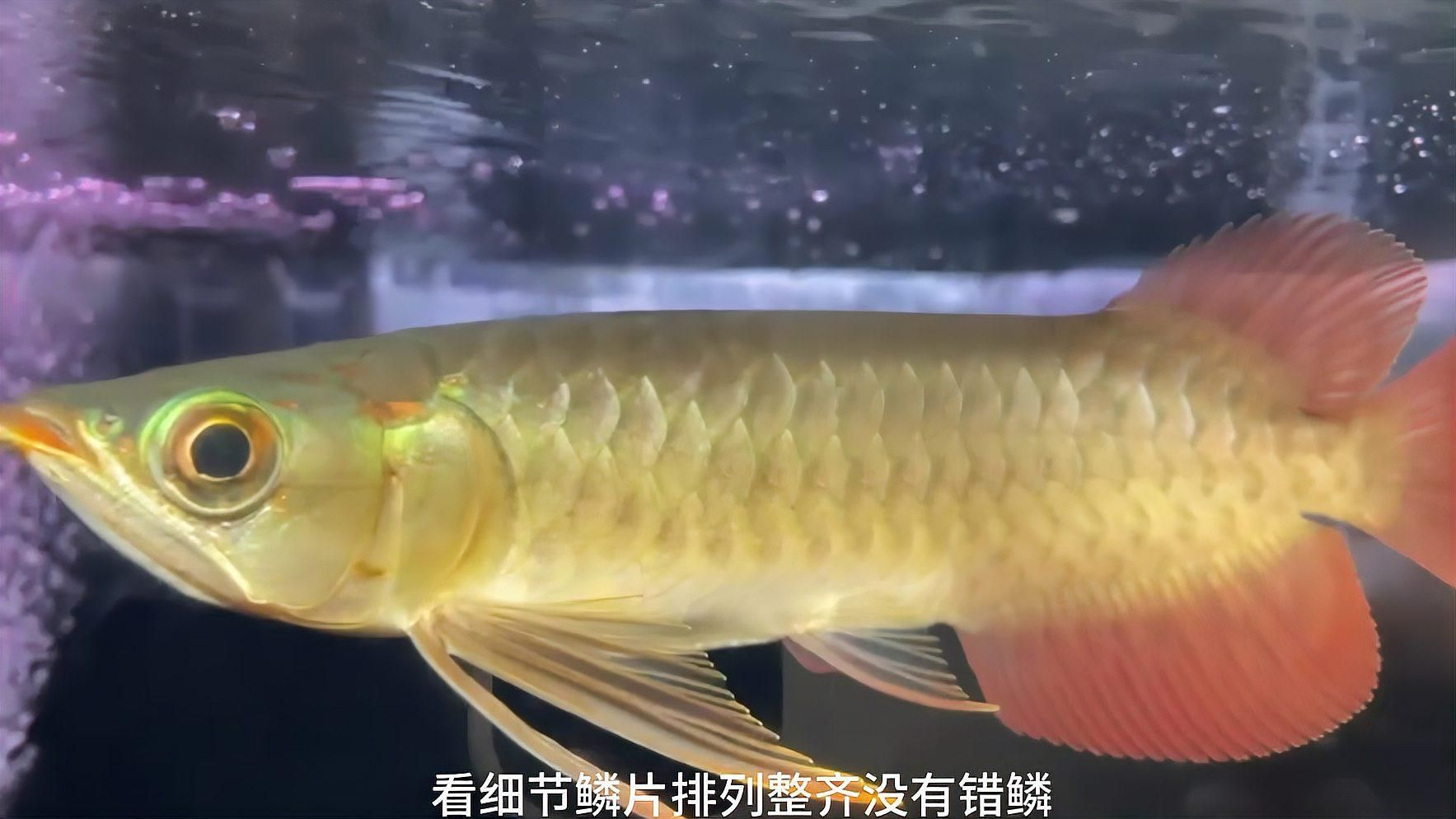 如何判斷紅龍和金龍的品質，如何判斷紅龍與金龍的品質？ 如何判斷紅龍和金龍的品質，如何判斷紅龍與金龍的品質？ 龍魚百科