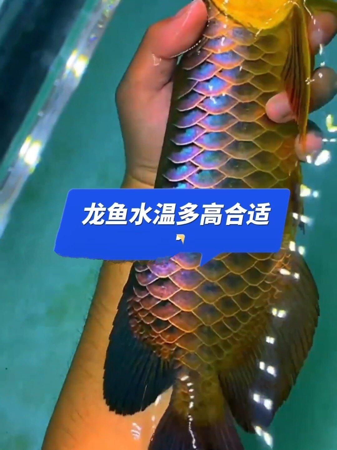 養龍魚需要哪些水質條件，養龍魚的注意事項 養龍魚需要哪些水質條件，養龍魚的注意事項 龍魚百科 第2張