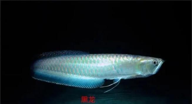如何區分大城龍魚的品種，如何區分大城龍魚 如何區分大城龍魚的品種，如何區分大城龍魚 龍魚百科 第15張