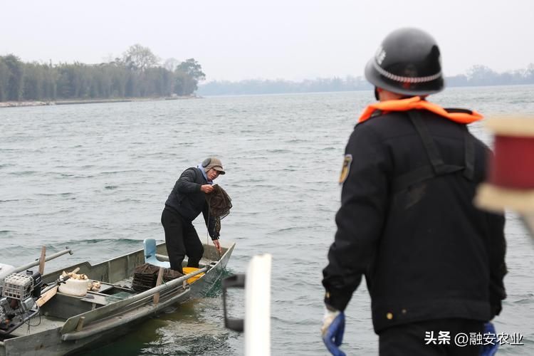 潁泉區漁業發展政策有哪些，潁泉區漁業發展政策 潁泉區漁業發展政策有哪些，潁泉區漁業發展政策 龍魚百科 第2張