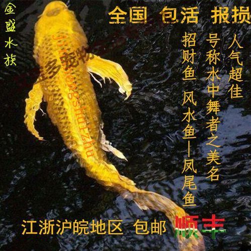 哪里可以買到正宗的龍鳳錦鯉？，在尋找正宗龍鳳錦鯉時(shí)，您可以考慮以下幾個(gè)途徑 哪里可以買到正宗的龍鳳錦鯉？，在尋找正宗龍鳳錦鯉時(shí)，您可以考慮以下幾個(gè)途徑 龍魚百科 第2張