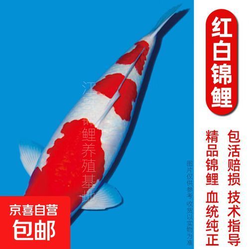 哪里可以買到正宗的龍鳳錦鯉？，在尋找正宗龍鳳錦鯉時，您可以考慮以下幾個途徑
