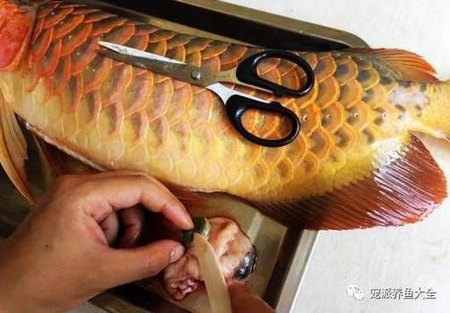 如何保養(yǎng)龍魚的呼吸孔？，如何判斷龍魚的呼吸孔是否健康，龍魚呼吸孔是否健康 如何保養(yǎng)龍魚的呼吸孔？，如何判斷龍魚的呼吸孔是否健康，龍魚呼吸孔是否健康 龍魚百科 第4張