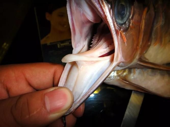 如何保養(yǎng)龍魚的呼吸孔？，如何判斷龍魚的呼吸孔是否健康，龍魚呼吸孔是否健康 如何保養(yǎng)龍魚的呼吸孔？，如何判斷龍魚的呼吸孔是否健康，龍魚呼吸孔是否健康 龍魚百科 第3張
