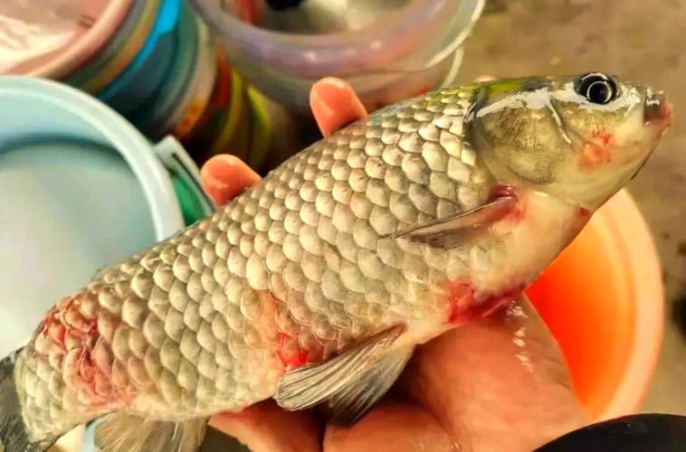 如何判斷龍魚嘴巴起包的具體原因？，如何判斷龍魚嘴巴起包 如何判斷龍魚嘴巴起包的具體原因？，如何判斷龍魚嘴巴起包 龍魚百科 第5張