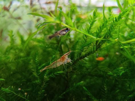 龍魚(yú)相克食物表中哪些是常見(jiàn)食物？，龍魚(yú)相克食物表 龍魚(yú)相克食物表中哪些是常見(jiàn)食物？，龍魚(yú)相克食物表 龍魚(yú)百科 第1張