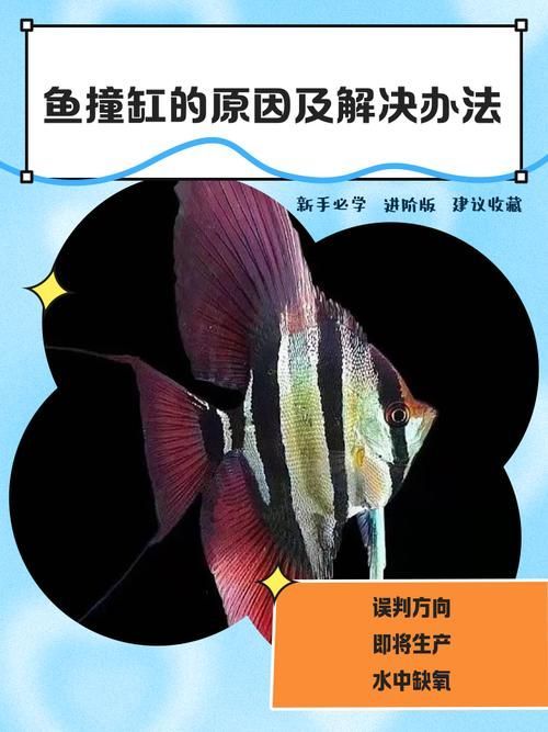 魚撞缸后如何護(hù)理，甲基藍(lán)藥浴,魚撞缸后如何護(hù)理魚撞缸后–何護(hù)理 魚撞缸后如何護(hù)理，甲基藍(lán)藥浴,魚撞缸后如何護(hù)理魚撞缸后–何護(hù)理 龍魚百科 第6張