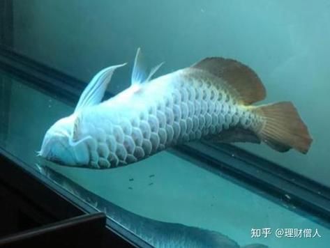 魚撞缸后如何護(hù)理，甲基藍(lán)藥浴,魚撞缸后如何護(hù)理魚撞缸后–何護(hù)理 魚撞缸后如何護(hù)理，甲基藍(lán)藥浴,魚撞缸后如何護(hù)理魚撞缸后–何護(hù)理 龍魚百科 第5張