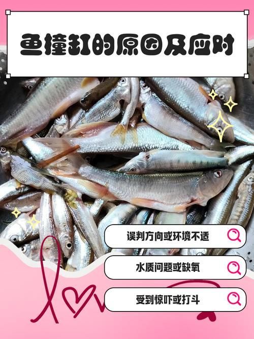 魚撞缸后如何護(hù)理，甲基藍(lán)藥浴,魚撞缸后如何護(hù)理魚撞缸后–何護(hù)理 魚撞缸后如何護(hù)理，甲基藍(lán)藥浴,魚撞缸后如何護(hù)理魚撞缸后–何護(hù)理 龍魚百科 第3張
