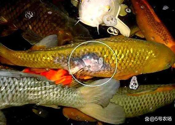 魚撞缸后如何護(hù)理，甲基藍(lán)藥浴,魚撞缸后如何護(hù)理魚撞缸后–何護(hù)理 魚撞缸后如何護(hù)理，甲基藍(lán)藥浴,魚撞缸后如何護(hù)理魚撞缸后–何護(hù)理 龍魚百科 第2張