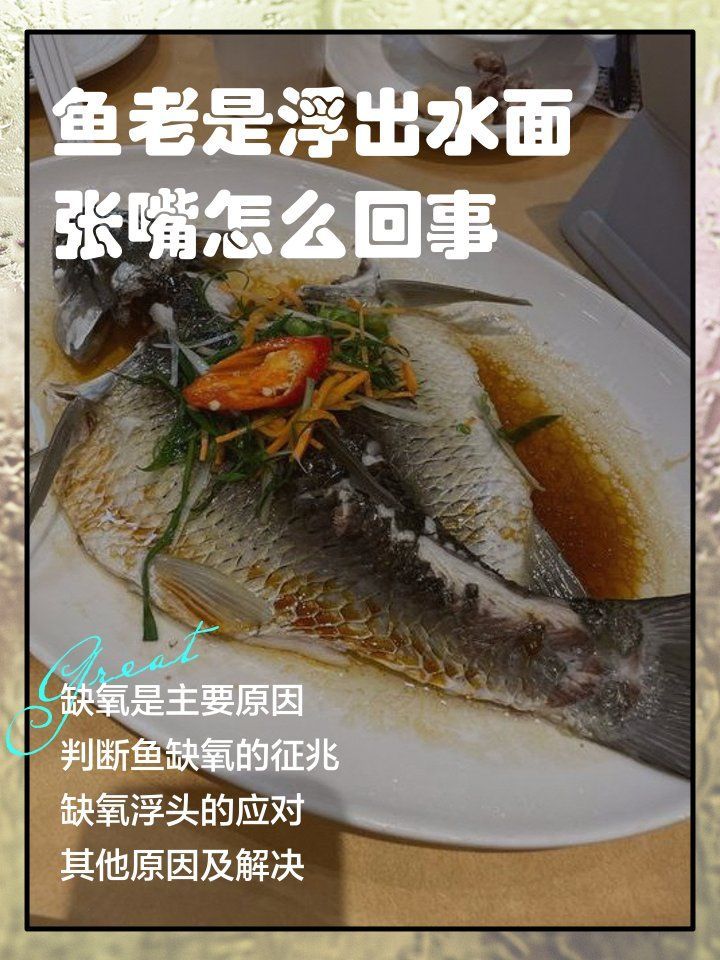 龍魚浮頭張嘴如何解決，如何預防龍魚浮頭張嘴 龍魚浮頭張嘴如何解決，如何預防龍魚浮頭張嘴 龍魚百科 第1張