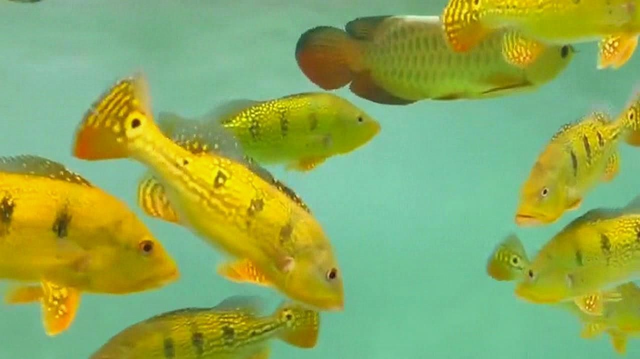 配圖展示了哪些金頭龍魚混養案例，金頭龍魚混養案例：金頭龍魚與熱帶魚混養案例鑒別 配圖展示了哪些金頭龍魚混養案例，金頭龍魚混養案例：金頭龍魚與熱帶魚混養案例鑒別 龍魚百科 第2張