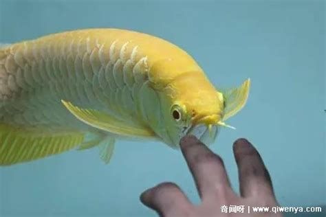 金龍魚與主人互動有哪些征兆？，金龍魚與主人互動有哪些征兆 金龍魚與主人互動有哪些征兆？，金龍魚與主人互動有哪些征兆 龍魚百科 第2張