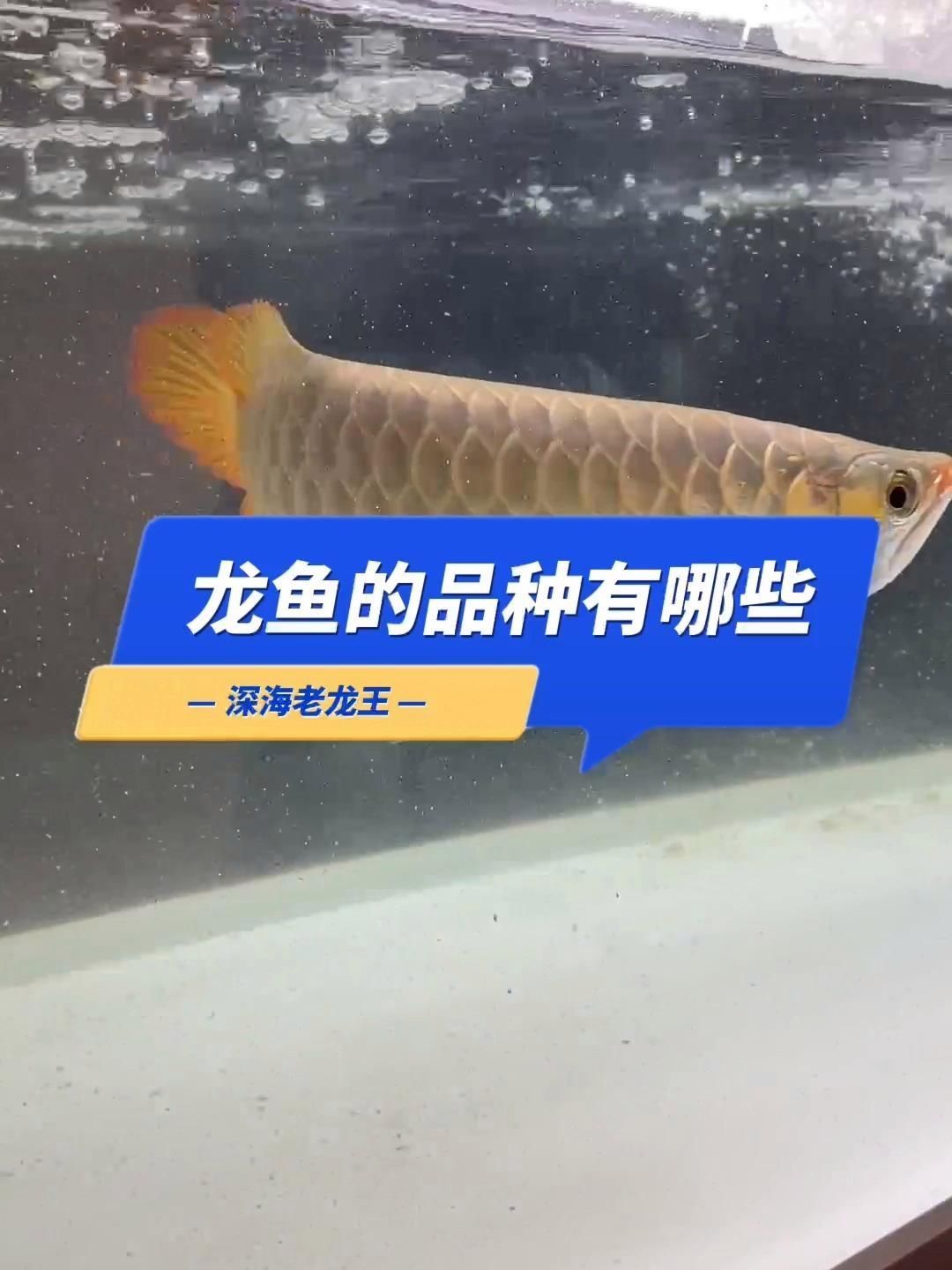 推薦幾個適合新手養的龍魚品種，新手養龍魚品種推薦幾個適合新手養的龍魚品種 推薦幾個適合新手養的龍魚品種，新手養龍魚品種推薦幾個適合新手養的龍魚品種 龍魚百科 第8張