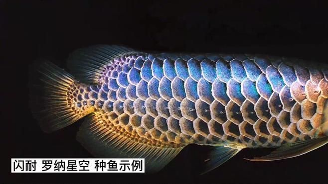 金龍魚(yú)中哪個(gè)品種最稀有？，金龍魚(yú)中哪個(gè)品種最稀有，金龍魚(yú)品種稀有度排行榜 金龍魚(yú)中哪個(gè)品種最稀有？，金龍魚(yú)中哪個(gè)品種最稀有，金龍魚(yú)品種稀有度排行榜 龍魚(yú)百科 第8張