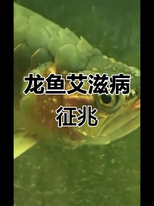 龍魚細菌感染圖片，龍魚常見病防治清單 龍魚細菌感染圖片，龍魚常見病防治清單 龍魚百科 第16張