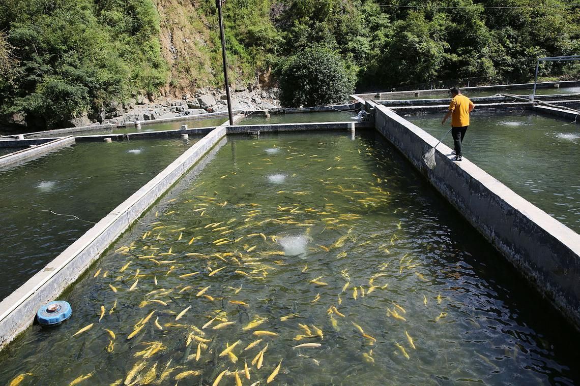 翁源龍魚的市場需求如何？ 翁源龍魚的市場需求如何？ 龍魚百科 第1張
