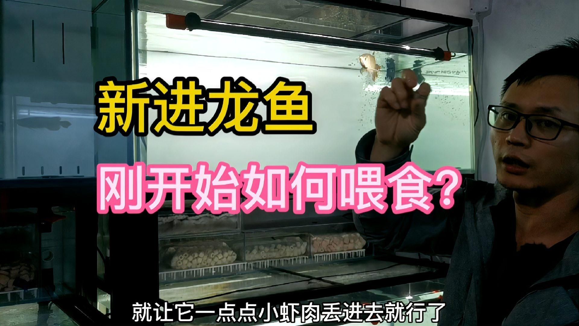 龍魚換缸后多久可以恢復正常飲食？，龍魚換缸后多久可以恢復正常飲食龍魚換缸后多久可以恢復正常飲食 龍魚換缸后多久可以恢復正常飲食？，龍魚換缸后多久可以恢復正常飲食龍魚換缸后多久可以恢復正常飲食 龍魚百科 第1張