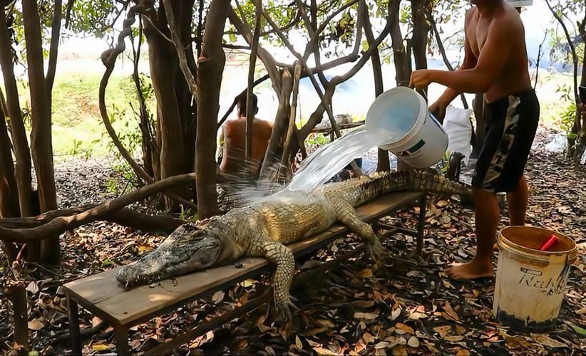 立達金龍魚有哪些天敵，立達金龍魚在自然與人工環境中的天敵 立達金龍魚有哪些天敵，立達金龍魚在自然與人工環境中的天敵 龍魚百科 第1張