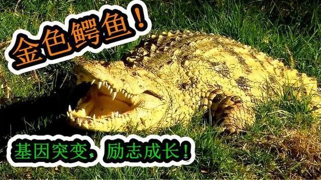 立達金龍魚有哪些天敵，立達金龍魚在自然與人工環境中的天敵 立達金龍魚有哪些天敵，立達金龍魚在自然與人工環境中的天敵 龍魚百科 第3張