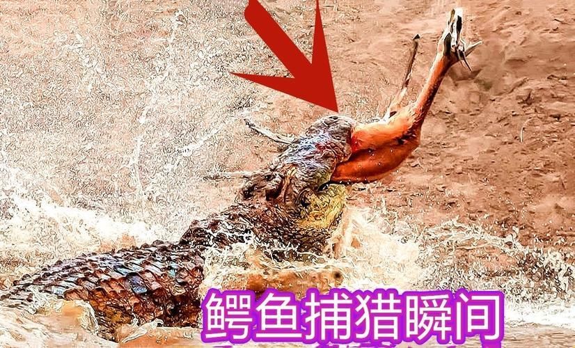 立達金龍魚有哪些天敵，立達金龍魚在自然與人工環境中的天敵 立達金龍魚有哪些天敵，立達金龍魚在自然與人工環境中的天敵 龍魚百科 第4張