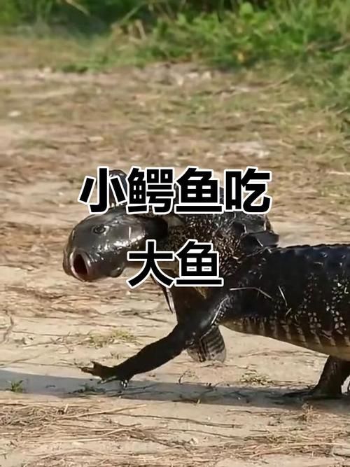 立達金龍魚有哪些天敵，立達金龍魚在自然與人工環境中的天敵 立達金龍魚有哪些天敵，立達金龍魚在自然與人工環境中的天敵 龍魚百科 第6張