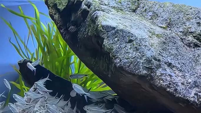 如何判斷一個(gè)龍魚魚缸的品牌聲譽(yù)?,如何判斷一個(gè)龍魚魚缸品牌聲譽(yù)? 龍魚百科 第1張 如何判斷一個(gè)龍魚魚缸的品牌聲譽(yù)?,如何判斷一個(gè)龍魚魚缸品牌聲譽(yù)? 如何判斷一個(gè)龍魚魚缸的品牌聲譽(yù)?,如何判斷一個(gè)龍魚魚缸品牌聲譽(yù)? 龍魚百科 第1張