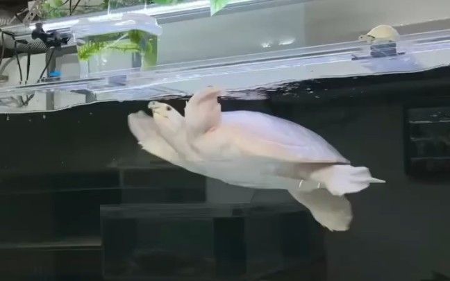 豬鼻龜百科