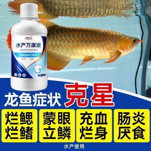 提供幾張龍魚爛鰭的圖片，關于龍魚爛鰭的診斷與治療 提供幾張龍魚爛鰭的圖片，關于龍魚爛鰭的診斷與治療 龍魚百科 第4張