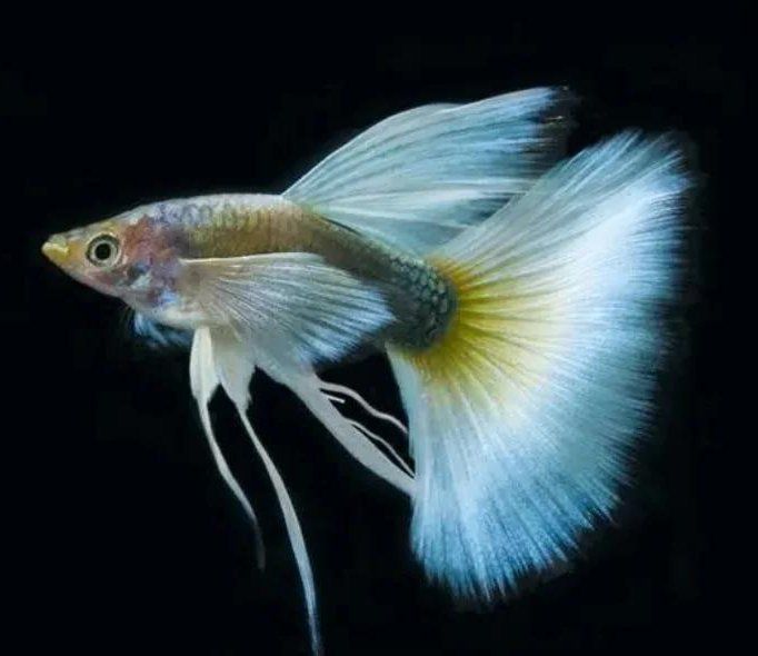 孔雀魚喂食時需要注意什么，孔雀魚喂養技巧