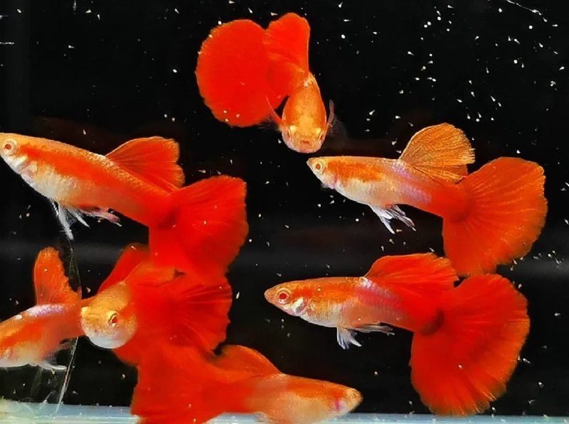 孔雀魚喂食時需要注意什么，孔雀魚喂養(yǎng)技巧 孔雀魚喂食時需要注意什么，孔雀魚喂養(yǎng)技巧 龍魚百科 第2張