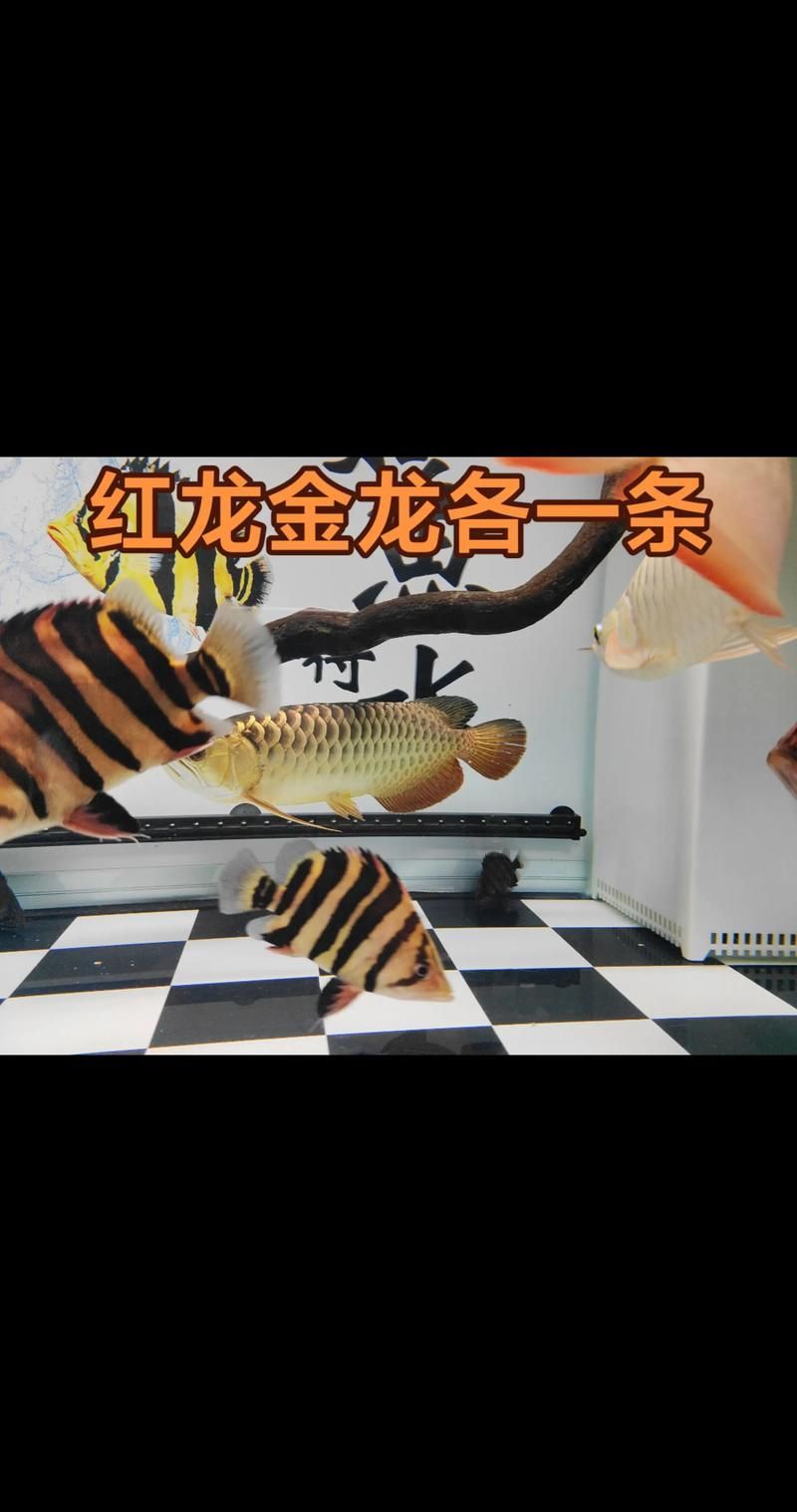 如何判斷紅龍是否過(guò)背，如何判斷紅龍是否“過(guò)背”是否過(guò)背（2017-2020） 如何判斷紅龍是否過(guò)背，如何判斷紅龍是否“過(guò)背”是否過(guò)背（2017-2020） 龍魚(yú)百科 第3張