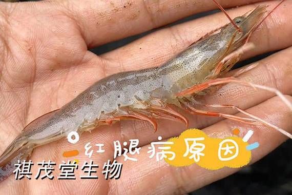 甲硝唑?qū)堲~的副作用有哪些 甲硝唑?qū)堲~的副作用有哪些 龍魚百科 第5張